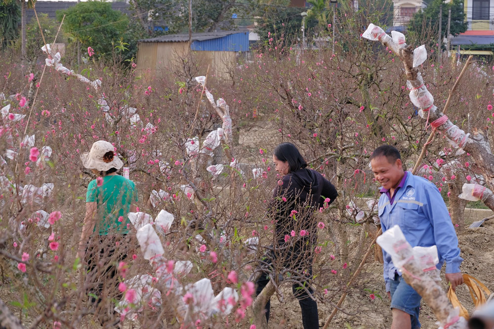 Thời tiết dịp Tết Nguyên đán: Miền Bắc trời rét, miền Nam ít mưa