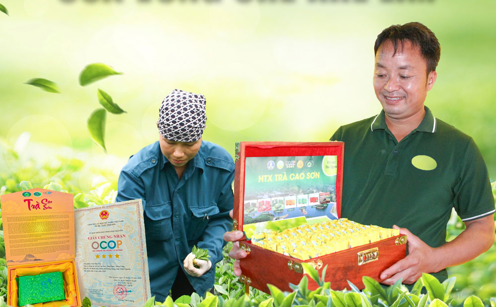 "Thuyền trưởng" của vùng chè Khe Lim