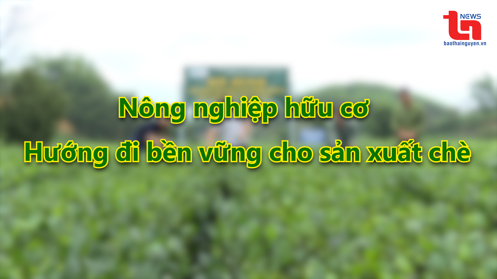 Góc nhìn cuối tuần ngày 21/01/2024: Nông nghiệp hữu cơ – Hướng đi bền vững cho sản xuất chè