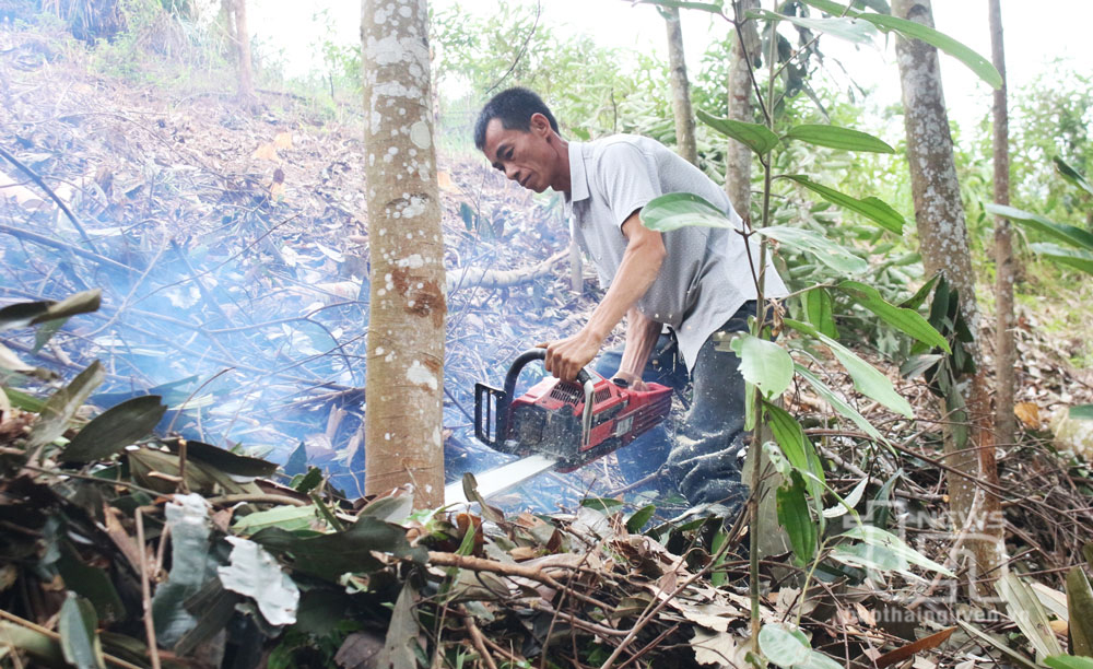 Định Hóa vào vụ trồng rừng mới