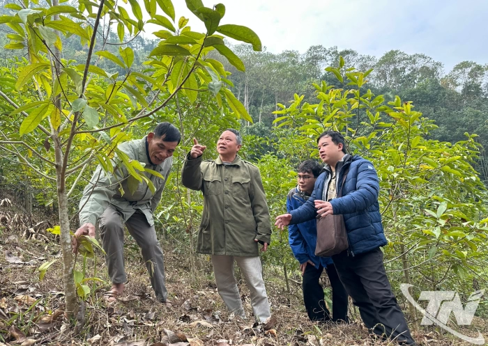 Chứng chỉ FSC - 'cú hích' nâng cao giá trị rừng trồng