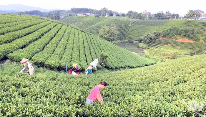 Đồng ruộng xanh, môi trường trong lành