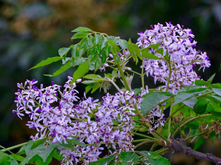 Bâng khuâng sắc tím hoa xoan