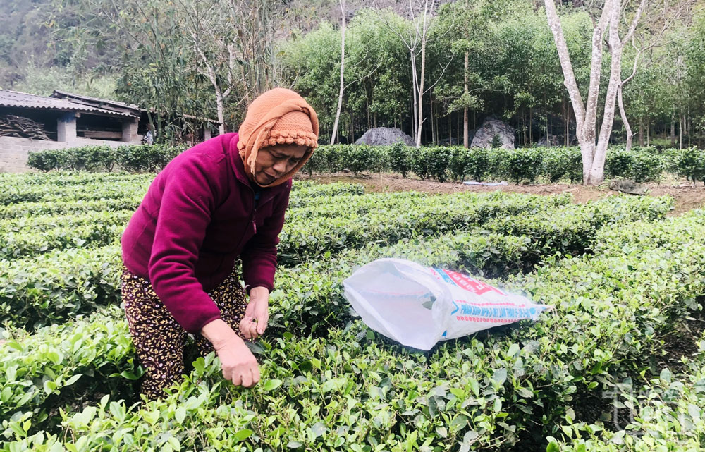 Võ Nhai phấn đấu trồng mới, trồng lại 15ha chè