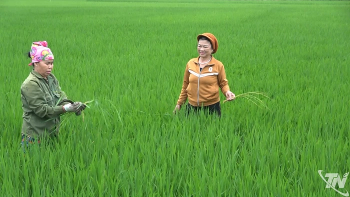 Nông dân Kha Sơn tập trung chăm sóc lúa xuân