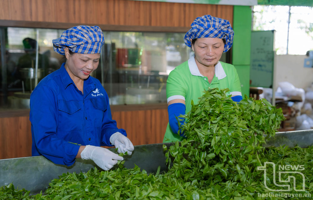 Đại Từ sẵn sàng cho Lễ hội Trà