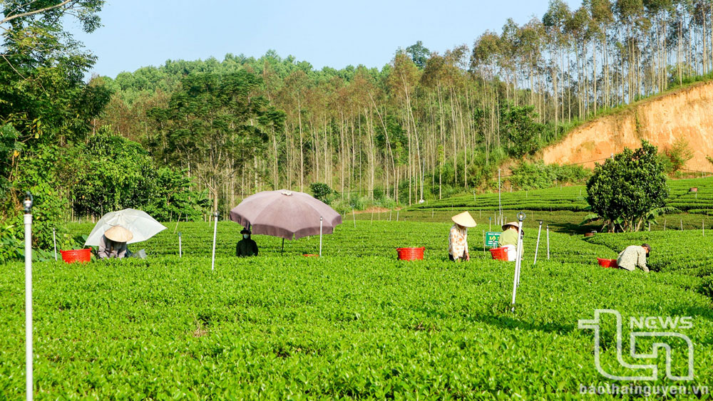 Xây dựng mã số vùng trồng gắn với sản xuất an toàn
