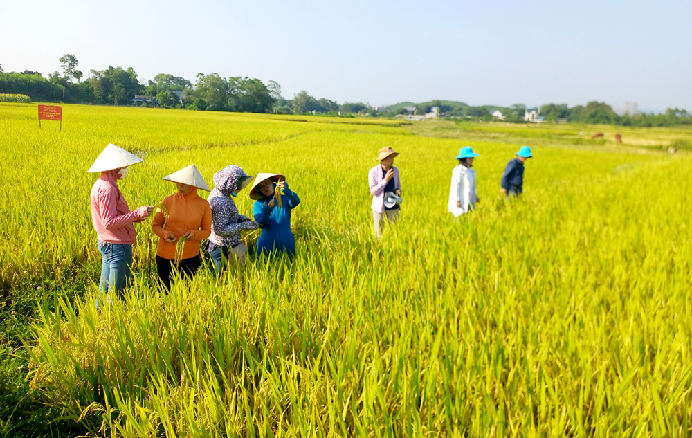 Đánh giá mô hình sản xuất lúa theo hướng hữu cơ