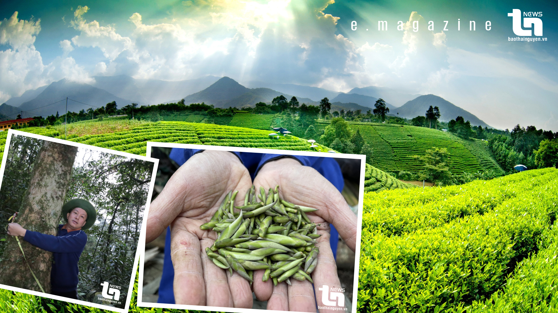 Giả thiết nào về lịch sử cây chè Thái Nguyên? - Kỳ 1: 'Kho báu' ẩn mình giữa rừng xanh