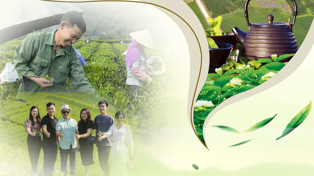 Cây chè - “Vàng xanh” trên đất Đại Từ