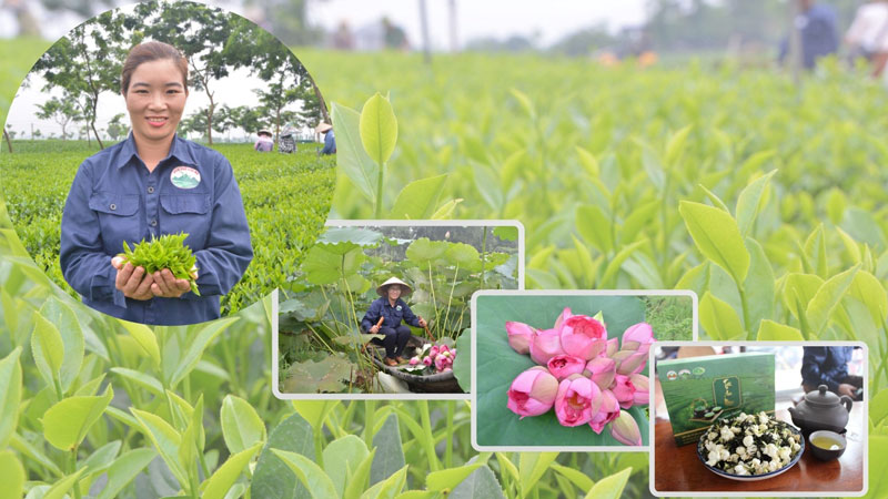 Cô gái Hà Giang “bén duyên” với cây chè đất Thái