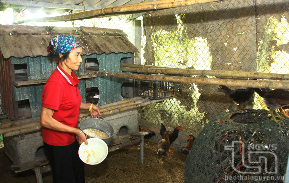 Tiếp sức để nông dân thoát nghèo