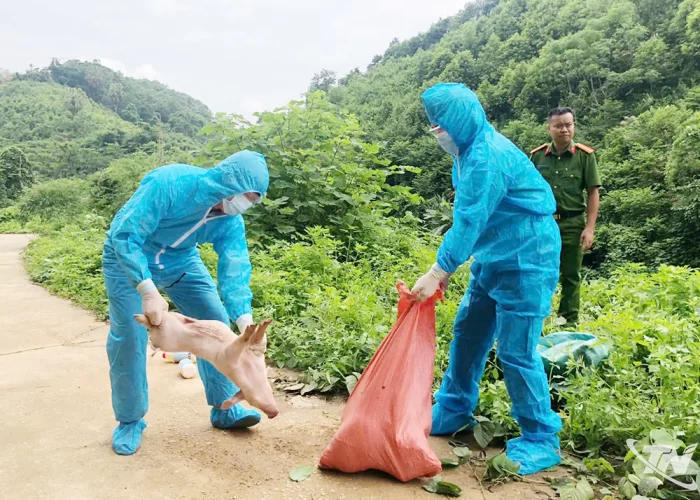 Phát hiện 4 con lợn nghi dịch bệnh bị vứt dọc đường ở phường Đức Xuân