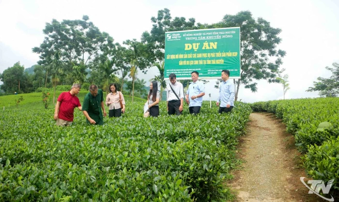 Sản xuất chè “sạch” gắn với du lịch sinh thái
