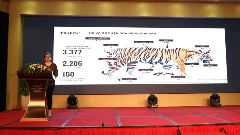 Việt Nam tìm cách cải thiện việc quản lý hổ nuôi nhốt