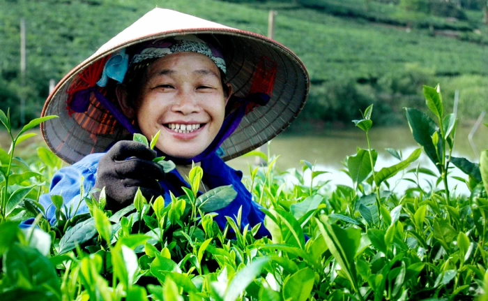 Chè xanh và văn minh Trà Việt