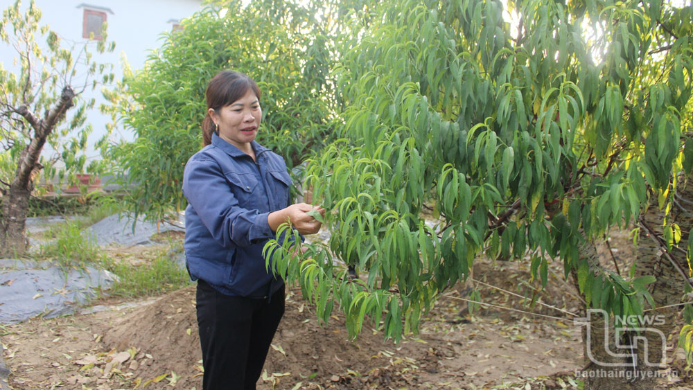 TP. Thái Nguyên: Giải ngân trên 8,5 tỷ đồng hỗ trợ thiệt hại sản xuất nông nghiệp do bão