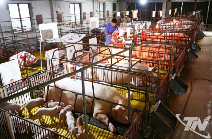 Đẩy mạnh tái đàn vật nuôi phục vụ thị trường Tết
