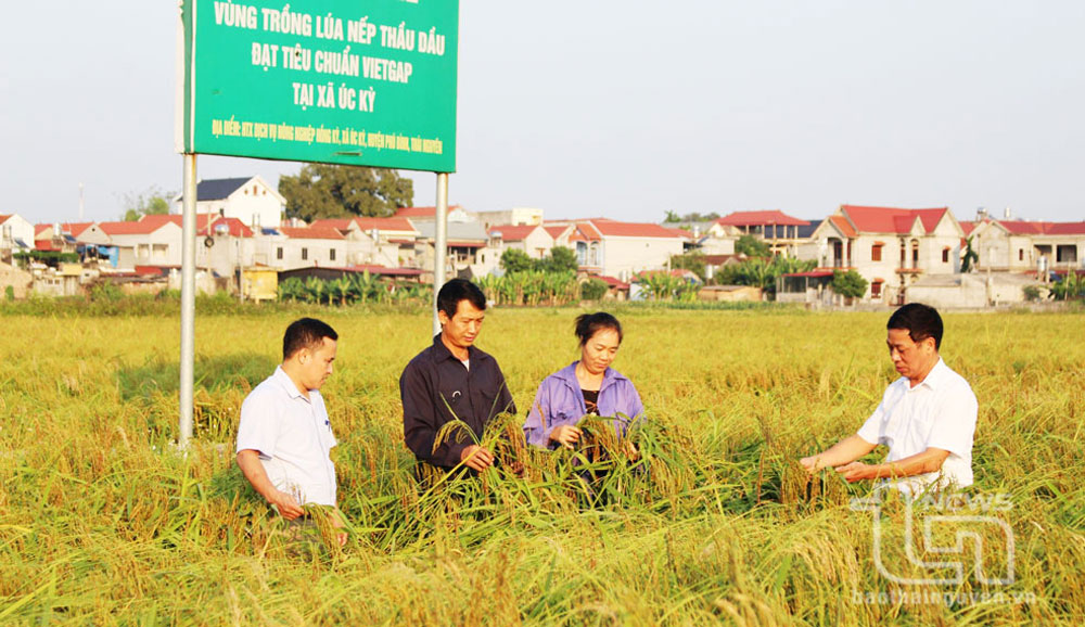 Mã số vùng trồng: “Giấy thông hành” giúp nông sản vươn xa