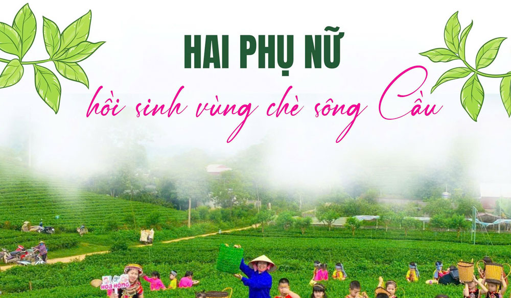 Hai phụ nữ hồi sinh vùng chè Sông Cầu