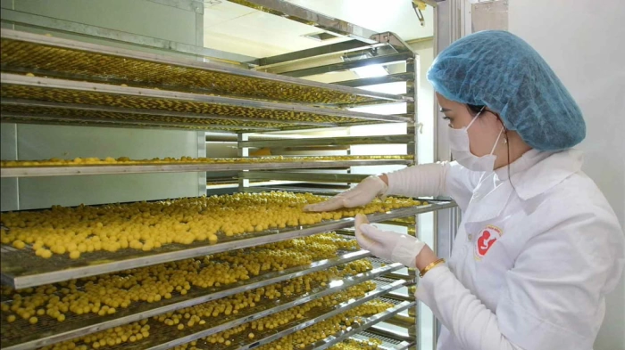 Tinh nghệ - 'vàng' của núi rừng Bắc Kạn vươn chuẩn quốc gia