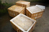 Bắt thêm 3 vụ buôn bán nội tạng động vật bốc mùi hôi thối