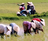 Quy hoạch sử dụng đất lúa toàn quốc đến năm 2020, tầm nhìn 2030