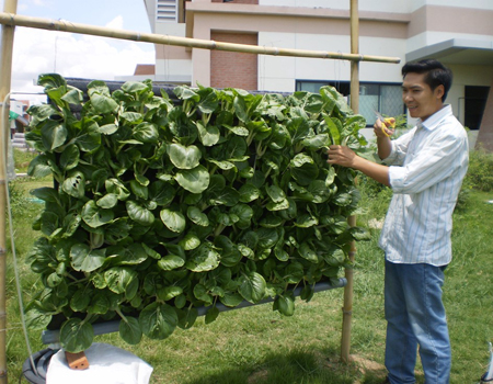 Trồng rau ở đô thị bằng vườn treo thẳng đứng