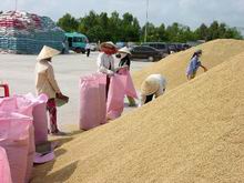 Mua thóc theo phương thức trực tiếp từ mọi đối tượng