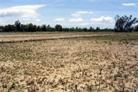 Khô hạn tiếp tục ảnh hưởng tới nhiều địa phương trên cả nước