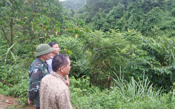 Xây dựng Cánh rừng mẫu lớn: Cần sự đồng thuận của người dân