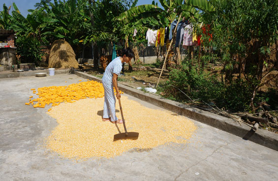 Hướng về phía mặt trời