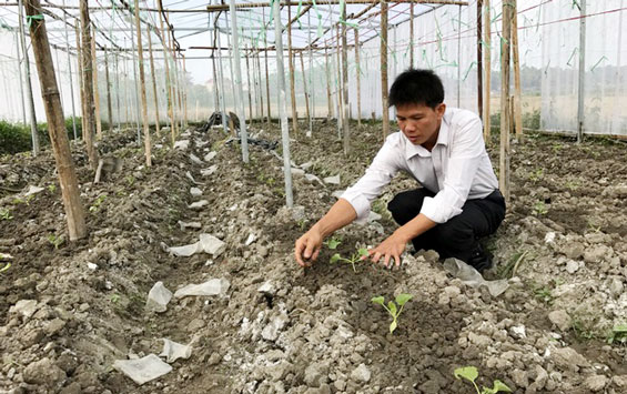 Sản xuất nông nghiệp theo hướng hàng hóa