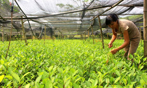 Vợ chồng giáo viên “Hai giỏi”