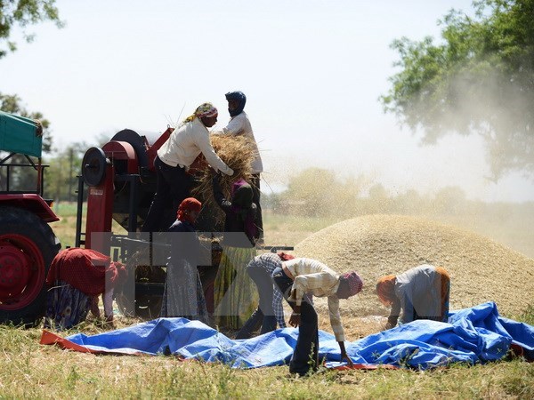 Cảnh báo nguy cơ mất an ninh lương thực trên thế giới
