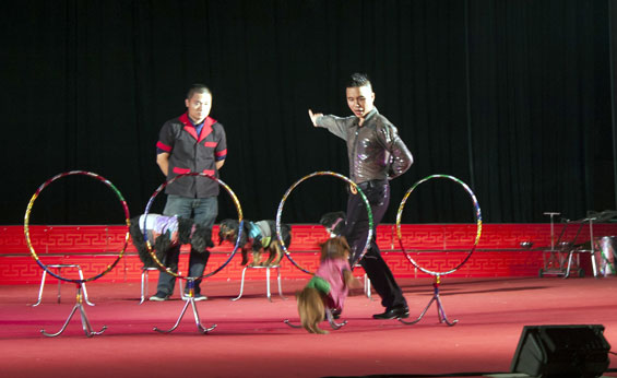 Chương trình xiếc đặc biệt dành cho khán giả Thái Nguyên