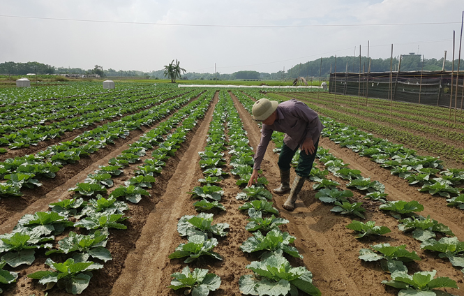 Hướng tới sản xuất rau công nghệ cao