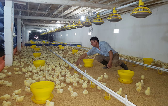 Cao Ngạn: Các hộ chăn nuôi gà vẫn duy trì và tái tạo đàn tốt