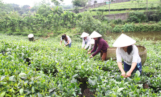 T.P Thái Nguyên: Hoàn thành nhiệm vụ xây dựng nông thôn mới
