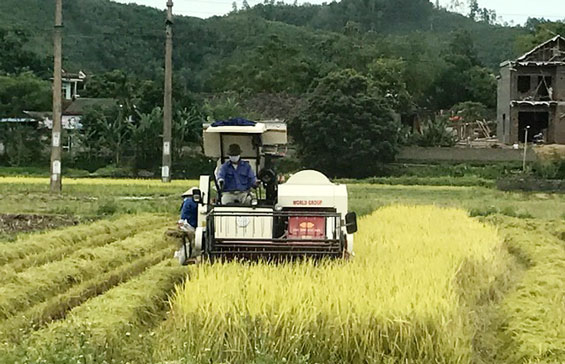 Khẩn trương thu hoạch lúa vụ xuân