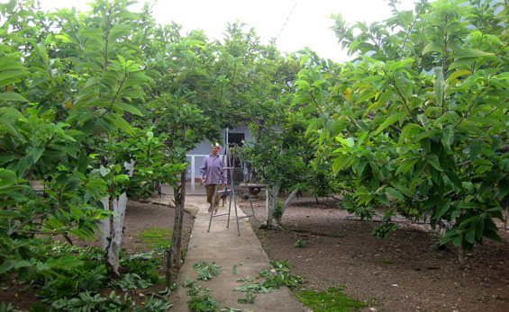 Chuyển đổi thêm 68ha đất trồng lúa kém hiệu quả