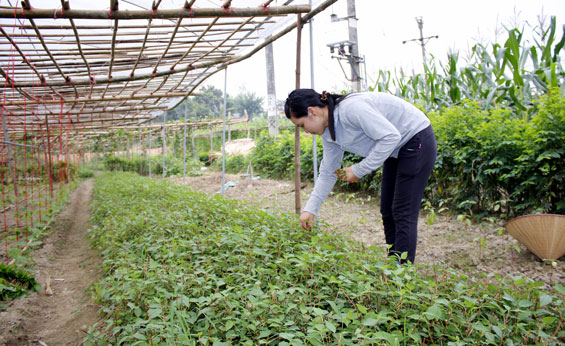 Sản xuất rau an toàn thu nhập trên 10 triệu đồng/sào