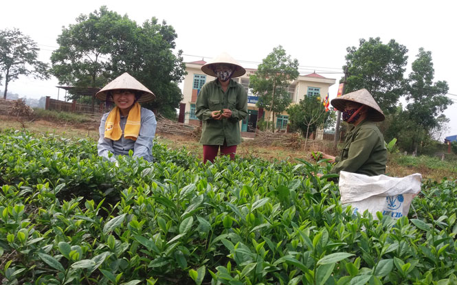 Giúp phụ nữ phát triển kinh tế, giảm nghèo bền vững