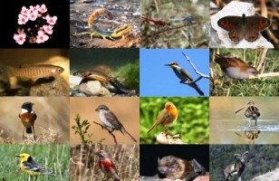 WWF kêu gọi các nước khẩn cấp đưa ra những hành động chính trị