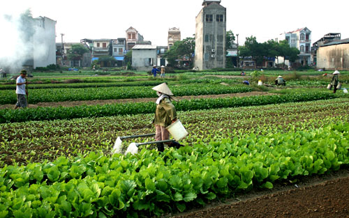 Lựa chọn tối ưu cho vụ Đông