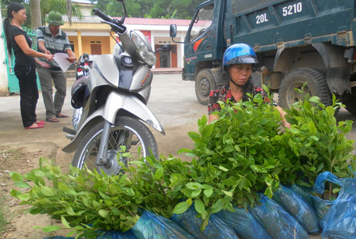 T.P Thái Nguyên trồng mới, trồng lại 85ha chè