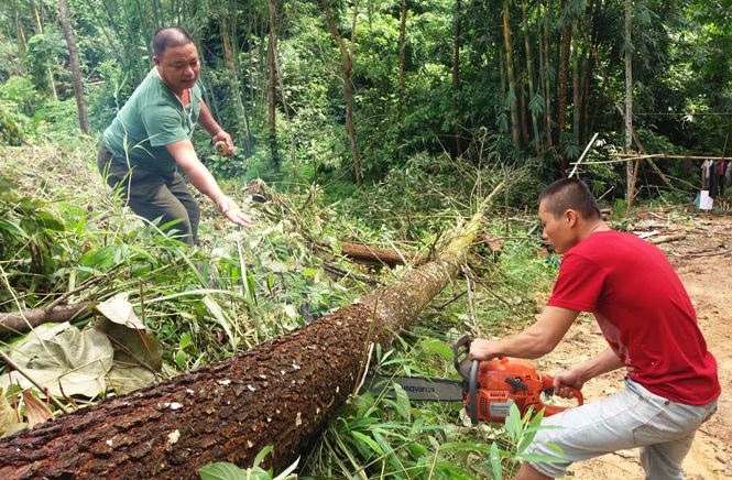 Giữ rừng làm “của để dành”