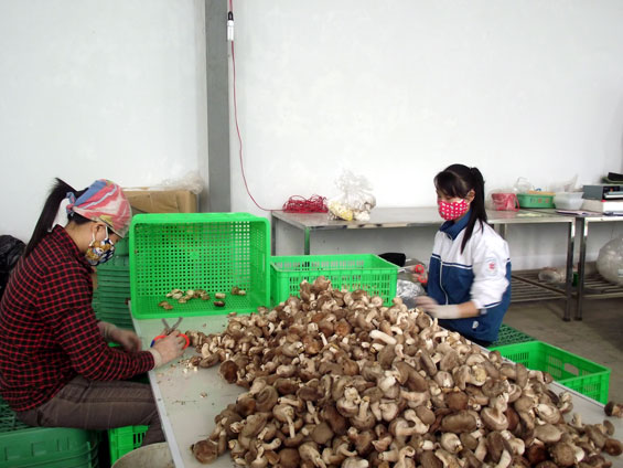 Giá trị từ trồng nấm