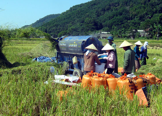 Nông dân xã Yên Lạc (Phú Lương) sử dụng máy móc để thu hoạch, bảo quản lúa xuân.