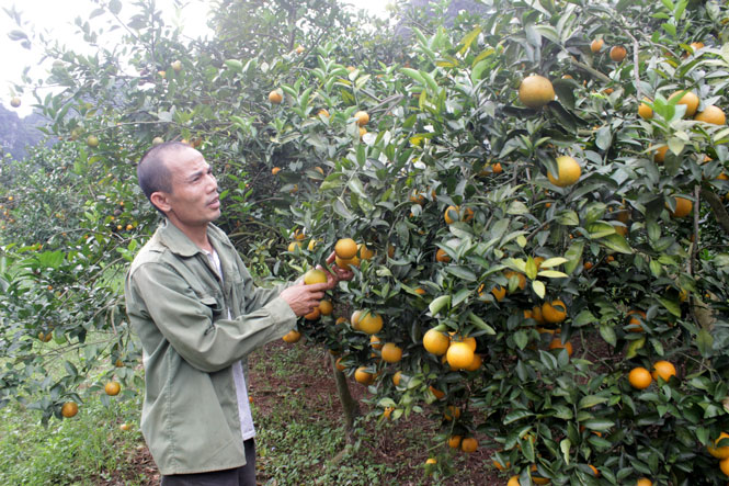 Yên Ngựa - Mùa quả ngọt